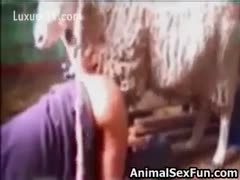 This guy in the wazoo gets to get fucked by sheep.
